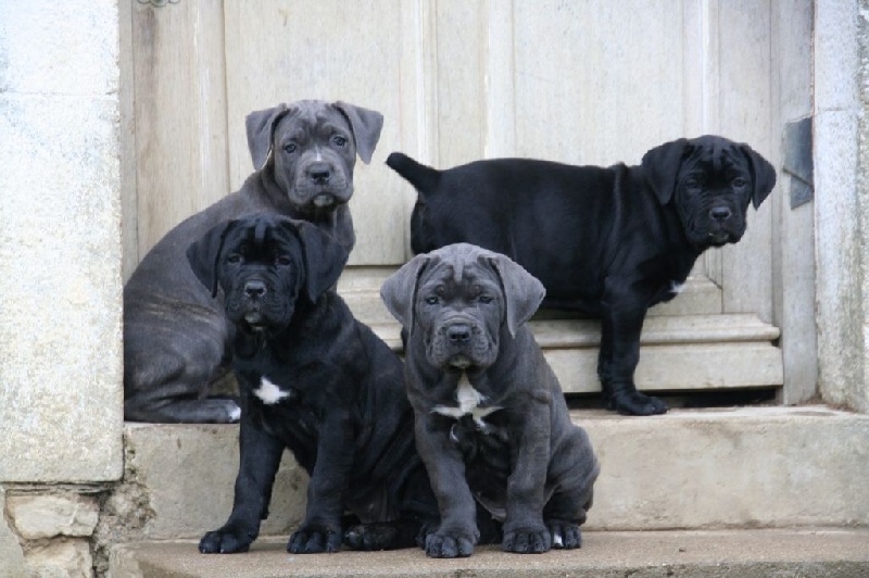 des Lions du Nam Tso - Cane Corso - Portée née le 14/04/2015