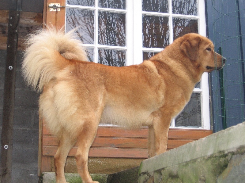 V-lhamo des Mille Vallées