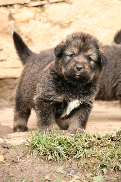 des Lions du Nam Tso - Chiots disponibles - Dogue du Tibet